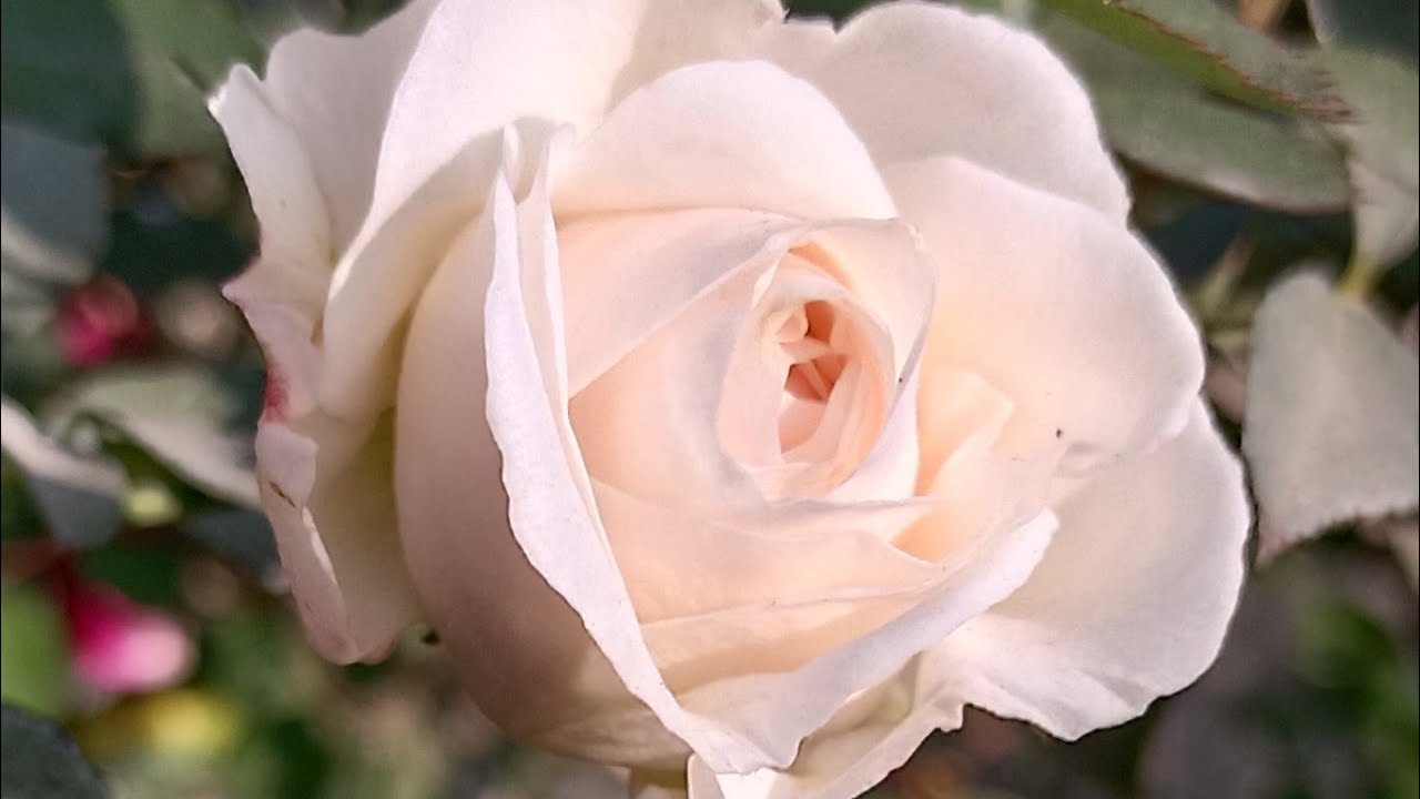 শুভ সন্ধ্যা সবাই লাইভে চলে এসো 🥰