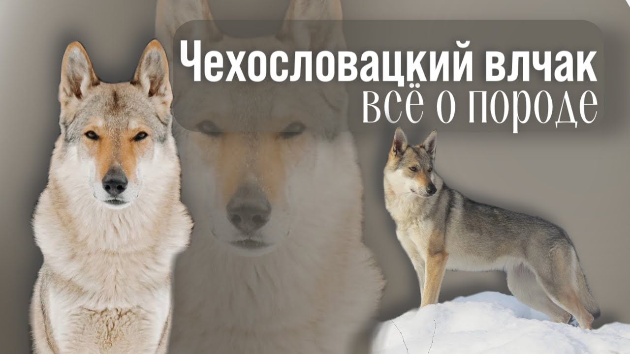 Чехословацкий влчак, всё о породе