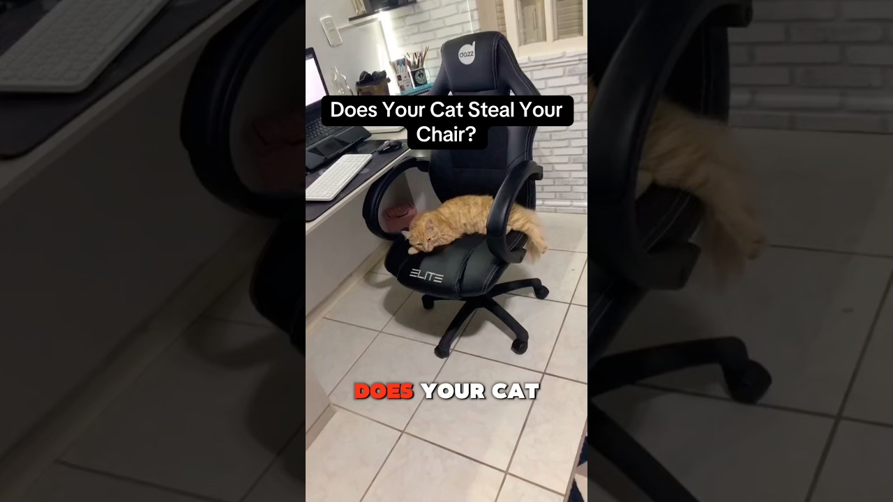 Does Your Cat Always Steal Your Chair? 