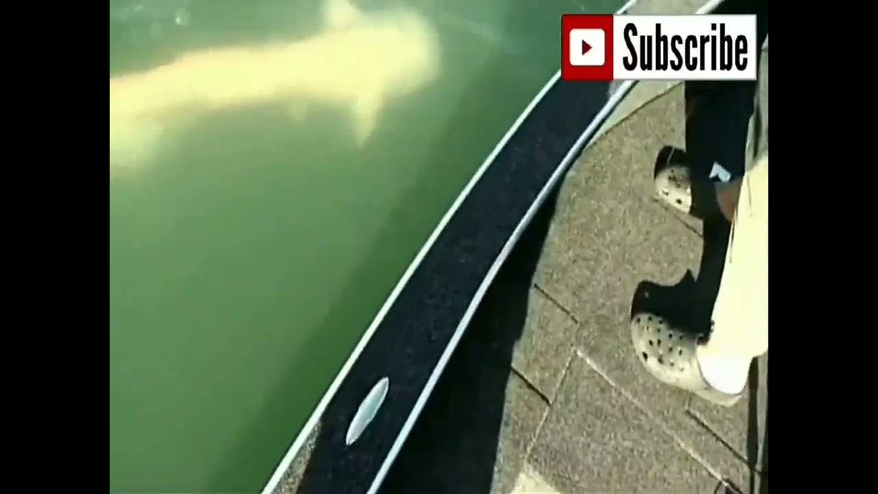 World Record Catfish in Italy