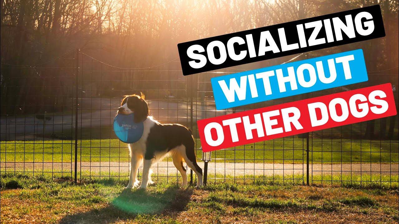 5 Easy Way To Socialize Your Dog Without Being Greeted By Other Dogs
