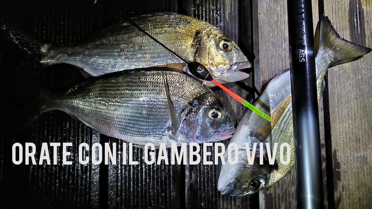 ORATE CON IL GAMBERO VIVO | L'Esca Micidiale.