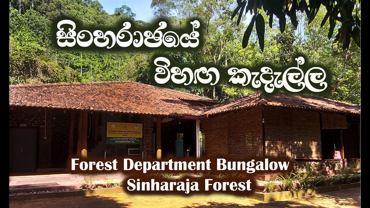 විහඟ කැඳැල්ල | Kudawa Entrance | Forest Department Bungalow at  Srinharaja Rainforest