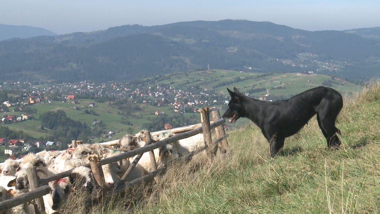 Koniec pasterskiego sezonu (Ochodzita 2014)