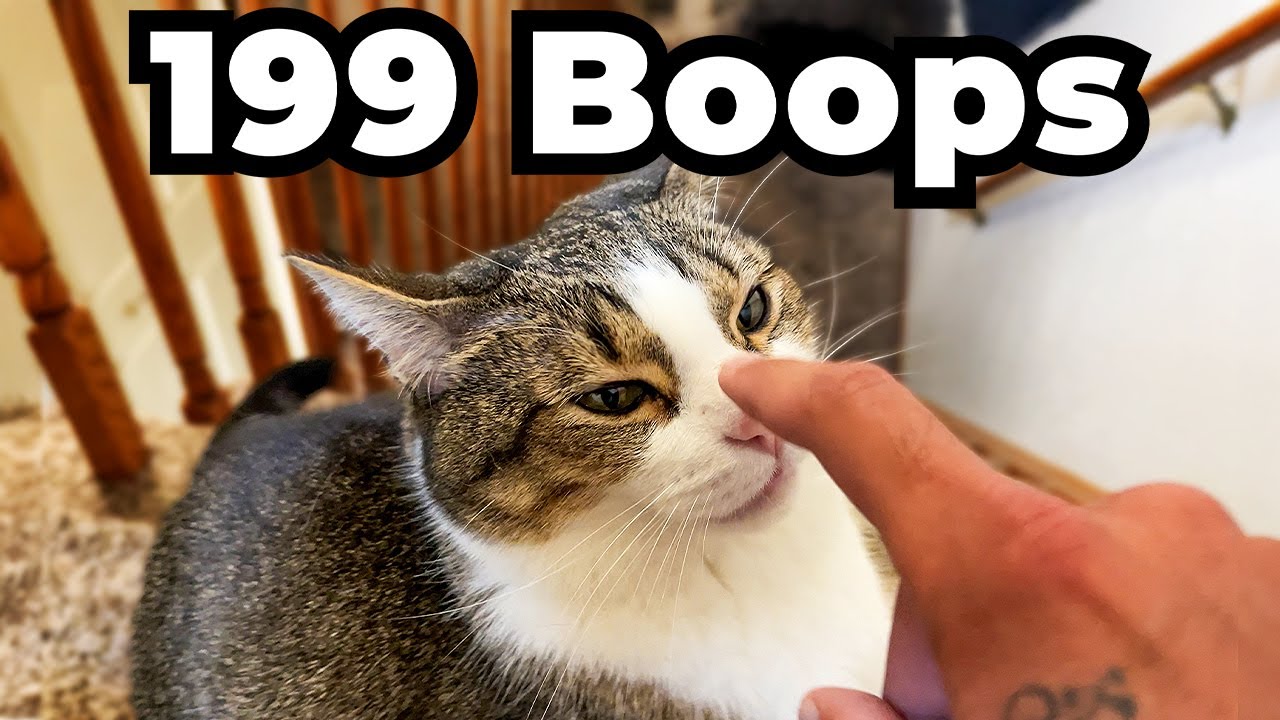 How many times can I boop my cat before he crashes out?