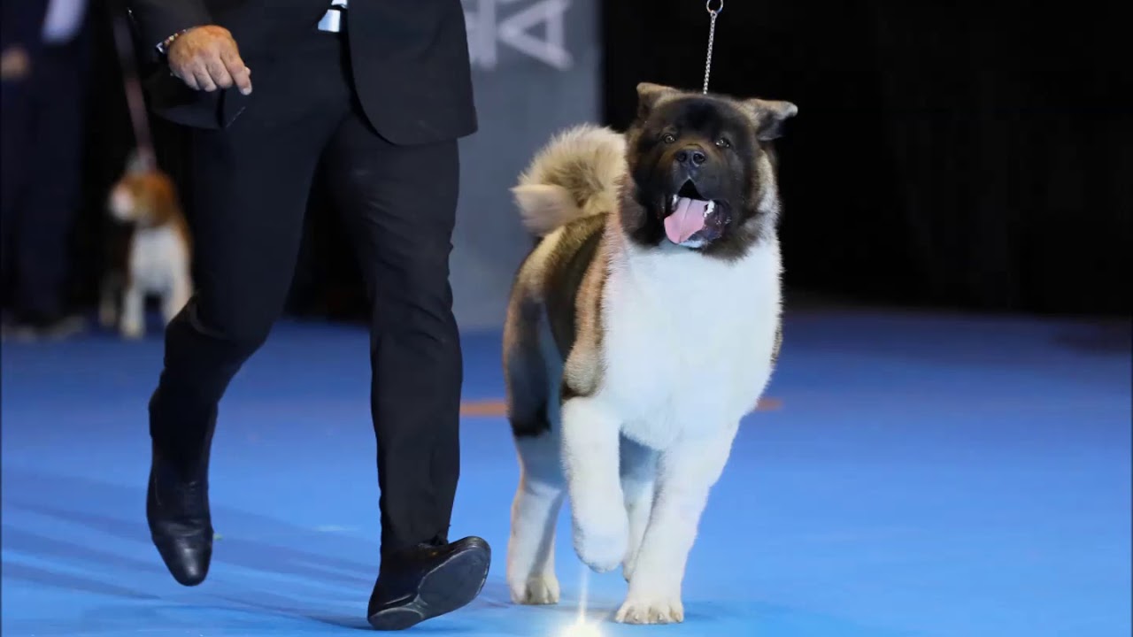 Movimientos correctos - Perros de Exposición El Mundo del Perro