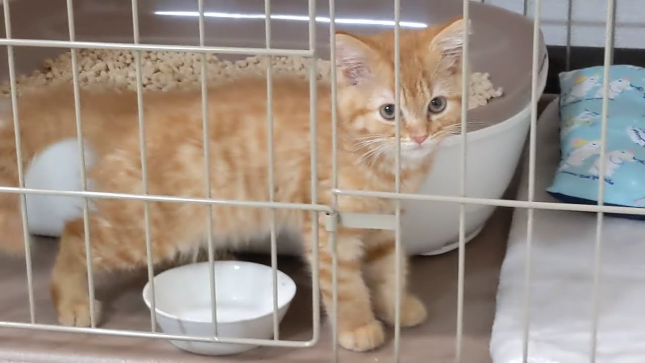 【生後2ヶ月】小さな猫がうちにやってきた！！！