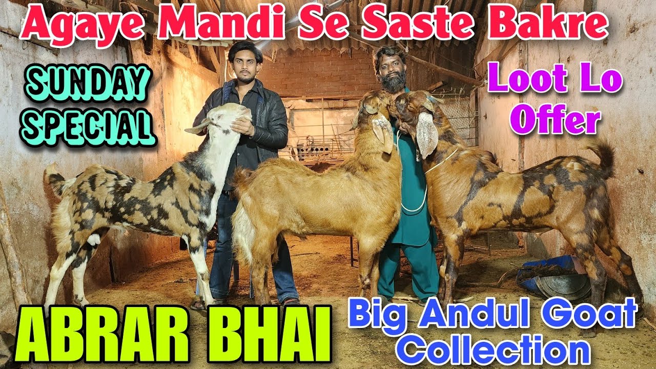 Agaye Mandi Se Saste Andul Bakre At ABRAR BHAI | 2026 Big Andul Goat In Bhiwandi 