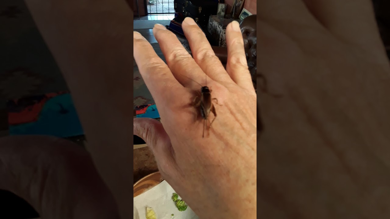 My pet Cricket. CRICKY