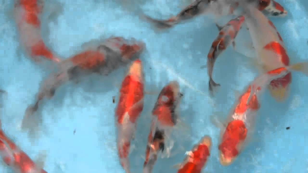 Modern Koi Blog #267 - Live from Japan: Tosai Selektion