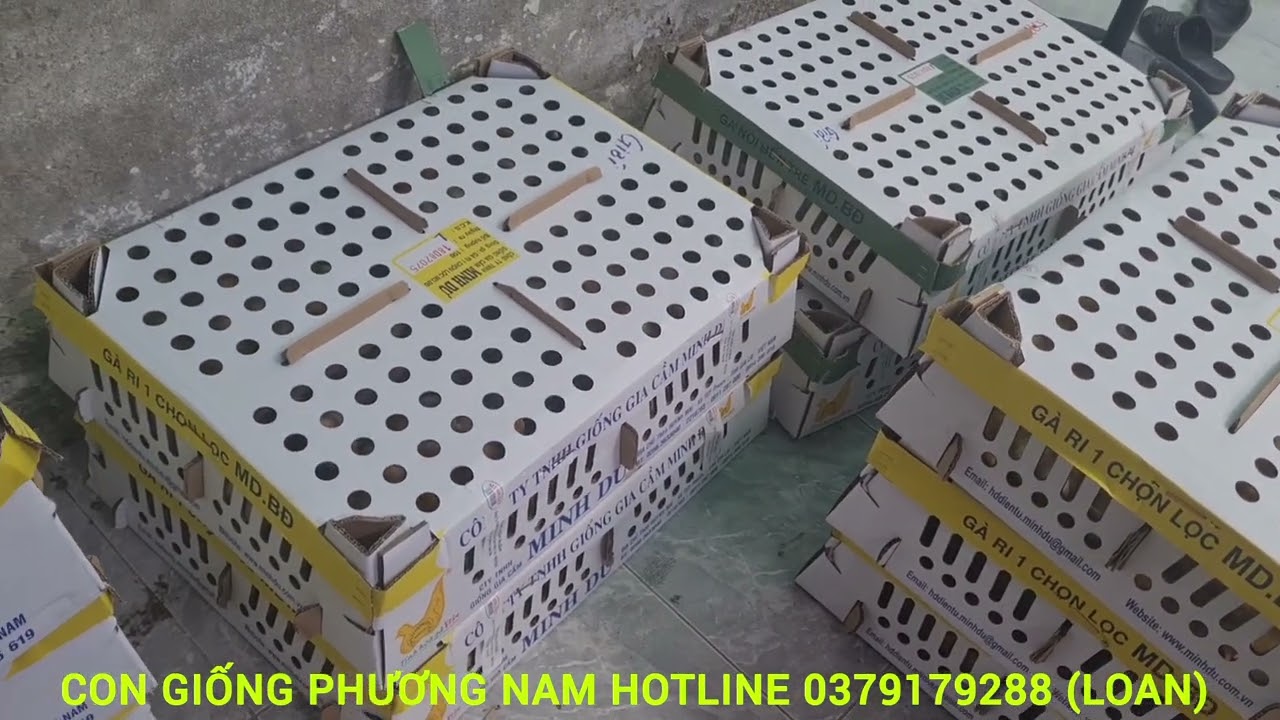 Hôm nay 25-6 ÂL nhuần. Con giống phương nam. em xuất Đơn Gà đi giao gửi các tỉnh. Miền đông và tây.