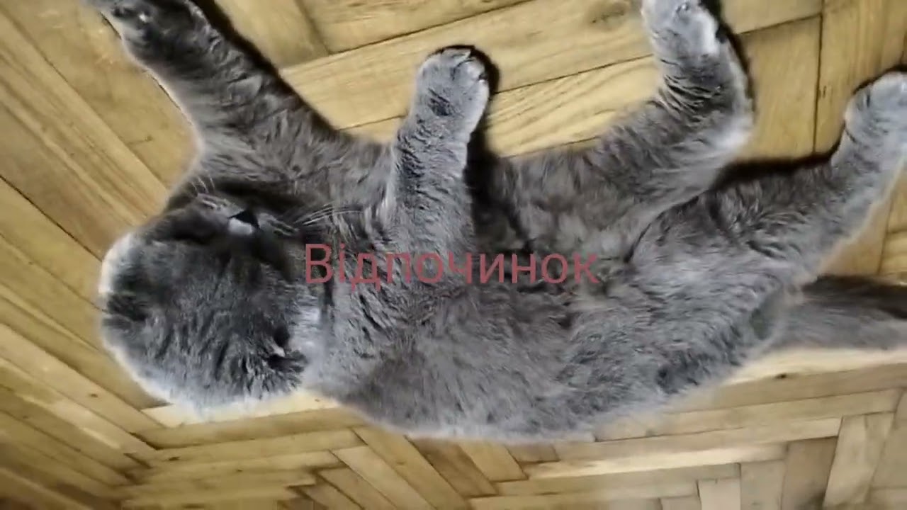ПРАНКИ НАД БУРАНОМ 🤣😂🤣😂БУРАН ЛЮБИТЬ ДИВНИЙ ЛИСТОЧОК😶‍🌫️😶‍🌫️😶‍🌫️😶‍🌫️