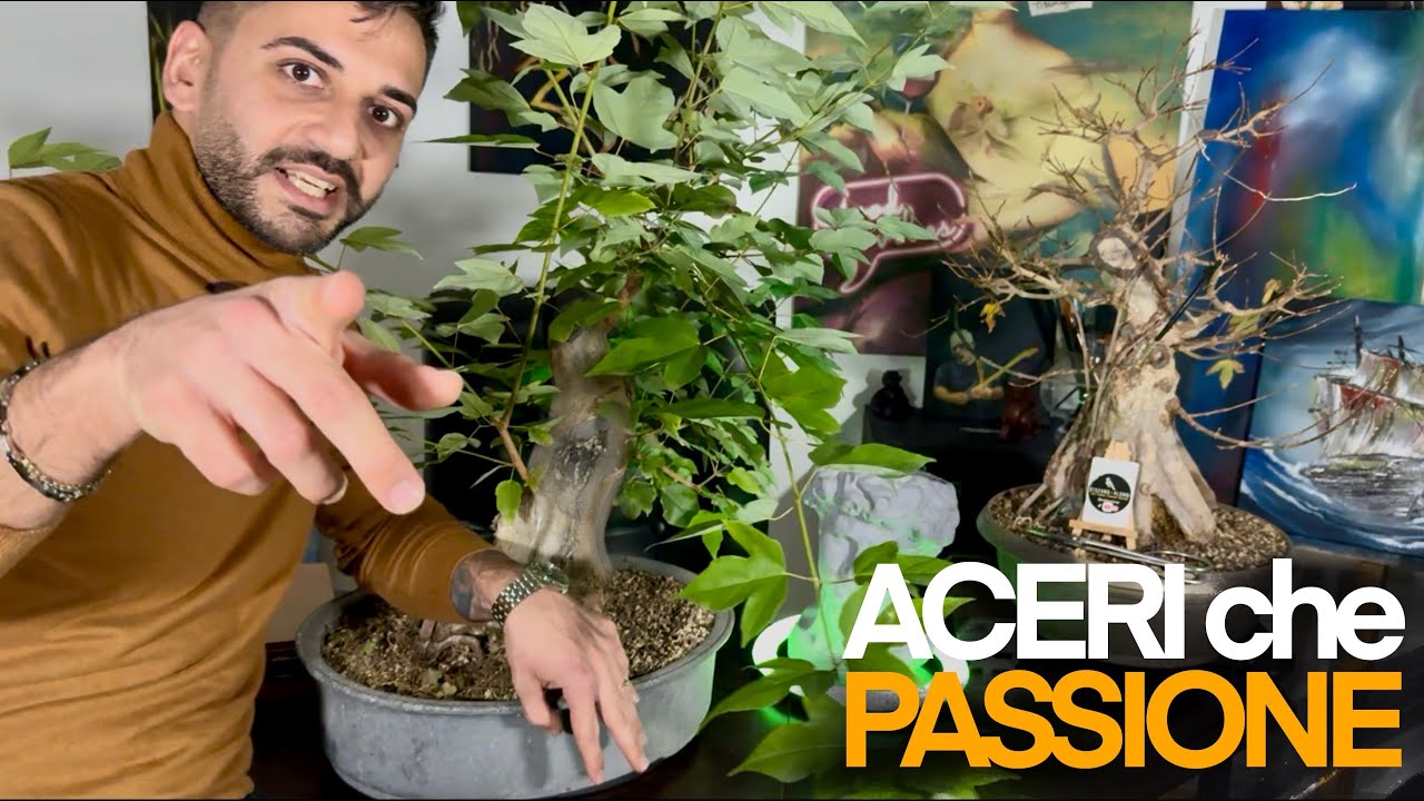 ACERO Bonsai - Innesti, tecniche e CHICCE!