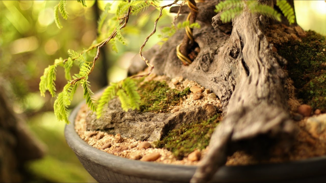 Penjing - The Paradise - Tanuki (Tamarindus indica) vídeo 1