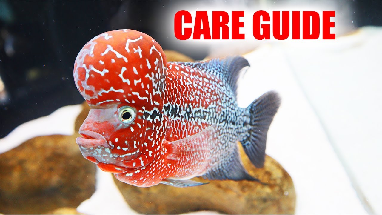 РУКОВОДСТВО ПО УХОДУ ЗА ФЛАВЕРХОРНОМ (2019)