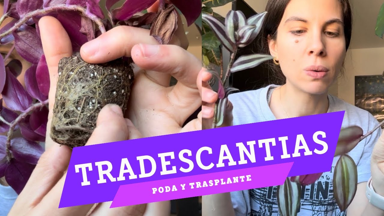 Tradescantias: analizamos por qué se estropean las hojas de la base, esquejamos y trasplantamos