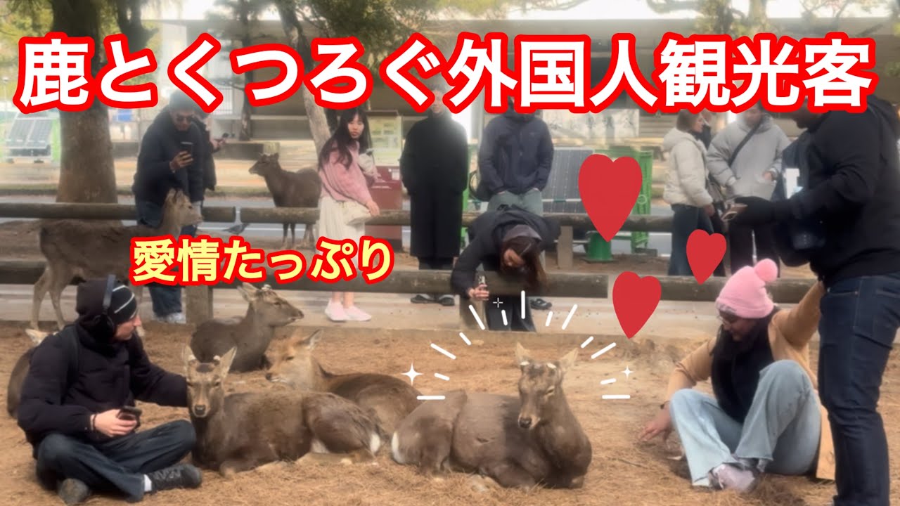 愛情たっぷり💕鹿とくつろぐ外国人観光客🫎奈良に来てよかった‼️