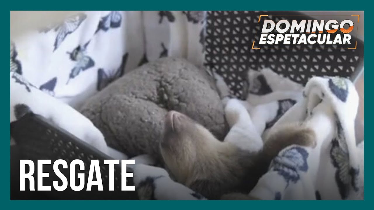 Biólogos fazem operação para resgatar bicho-preguiça bebê