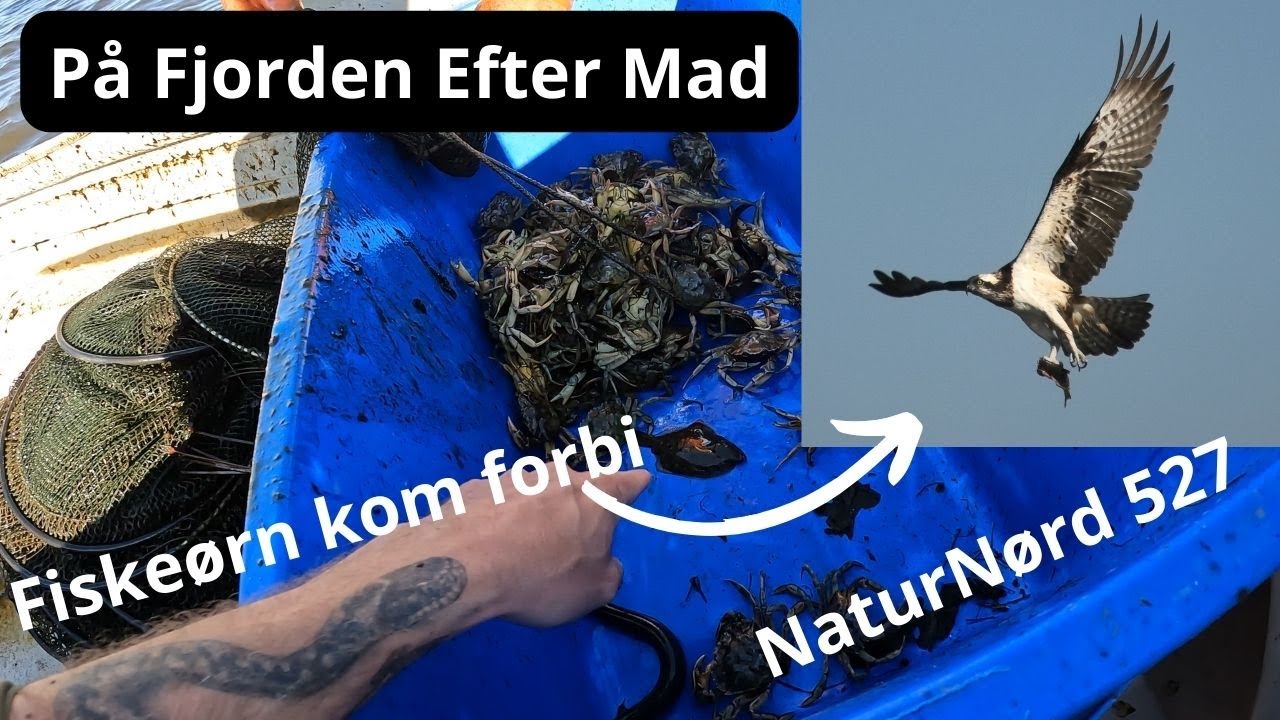 VI FANGER KRABBER TIL SKALDYRSUPPE !!!!!!!!