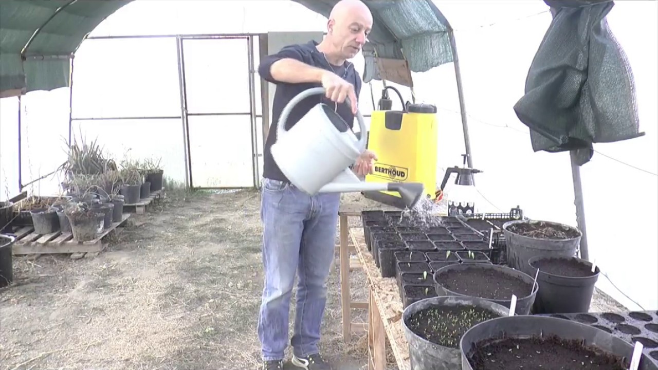 Arroser ses graines de médicinales pour une bonne germination