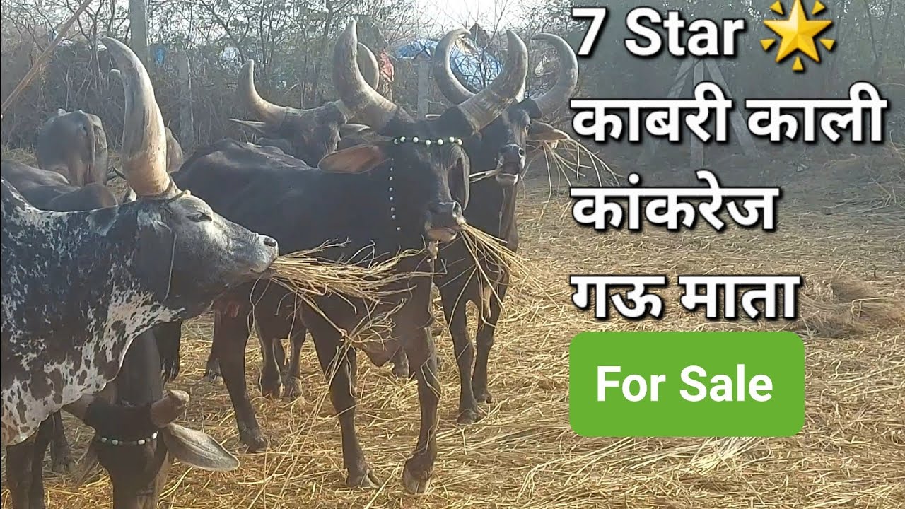 7 Star 🌟 काबरी काली कांकरेज गऊ माता || FOR SALE || 88261 05294 ||