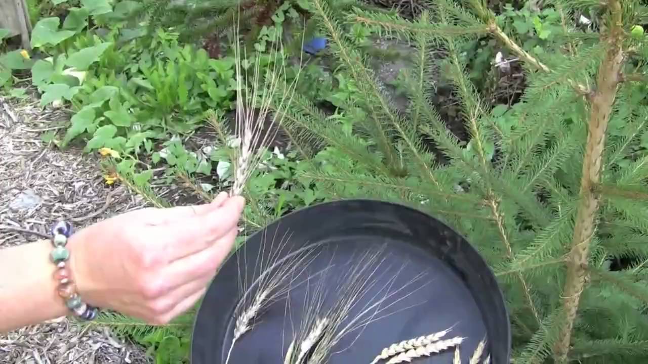 Growing Grains at City Farmer