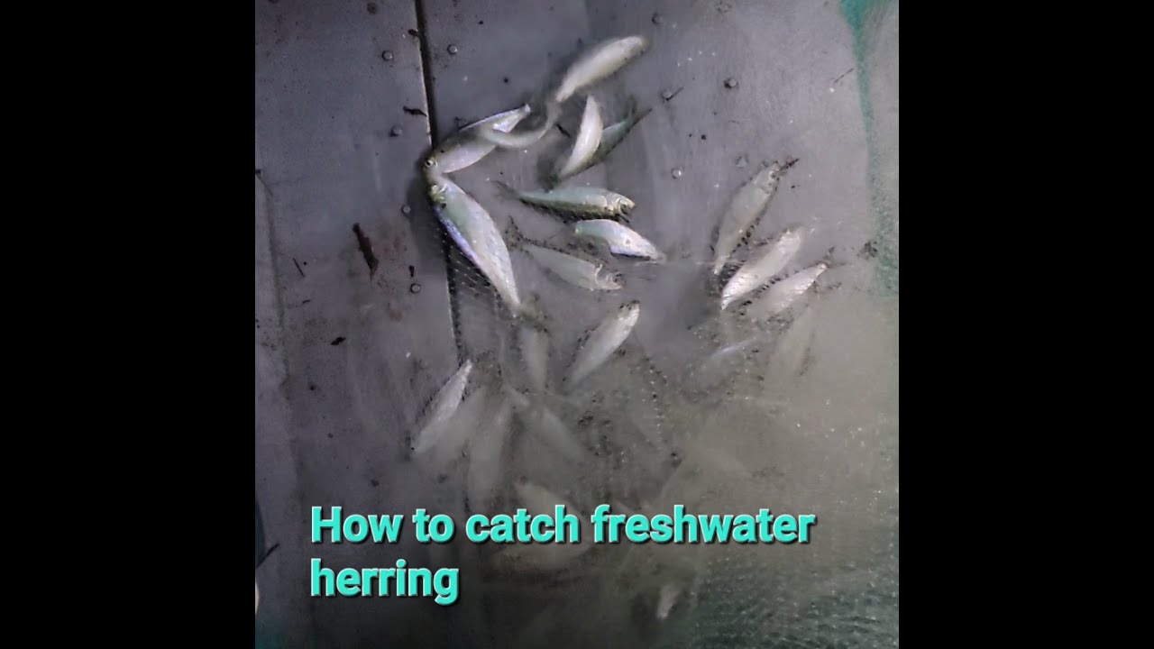 How to catch alewives at night in spring.