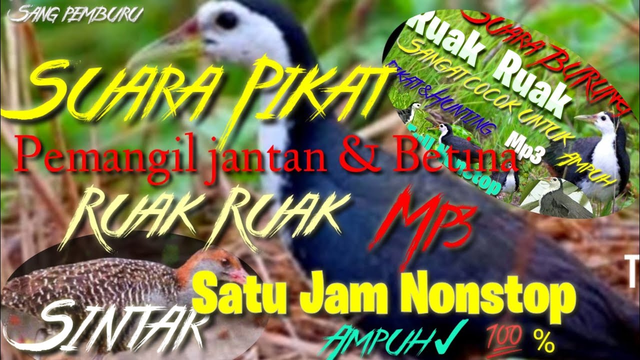 SUARA PIKAT BURUNG RUAK RUAK | PEMIKAT RUAK RUAK JANTAN DAN BETINA AMPUH
