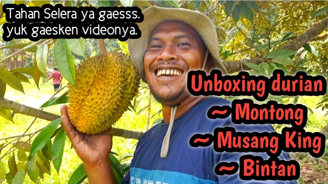 PANEN DURIAN MUSANGKING MONTONG BINTAN #durian #musangking #durianmontong