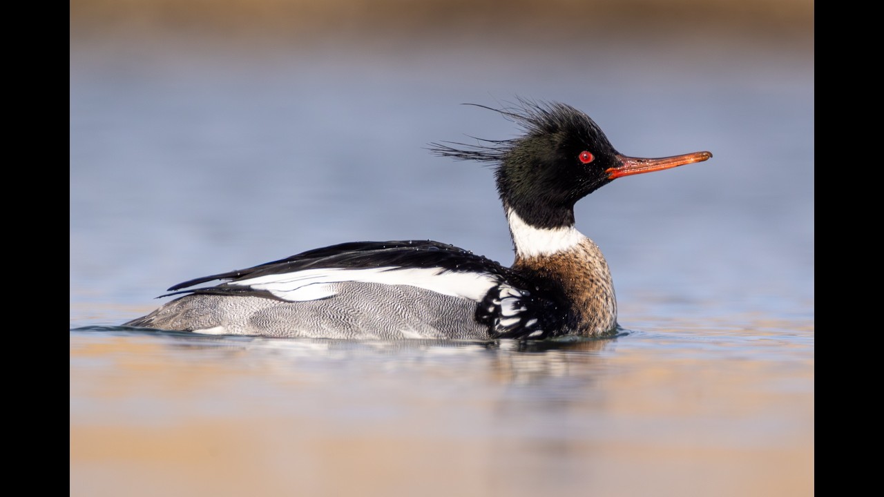 Red-breasted Merganser