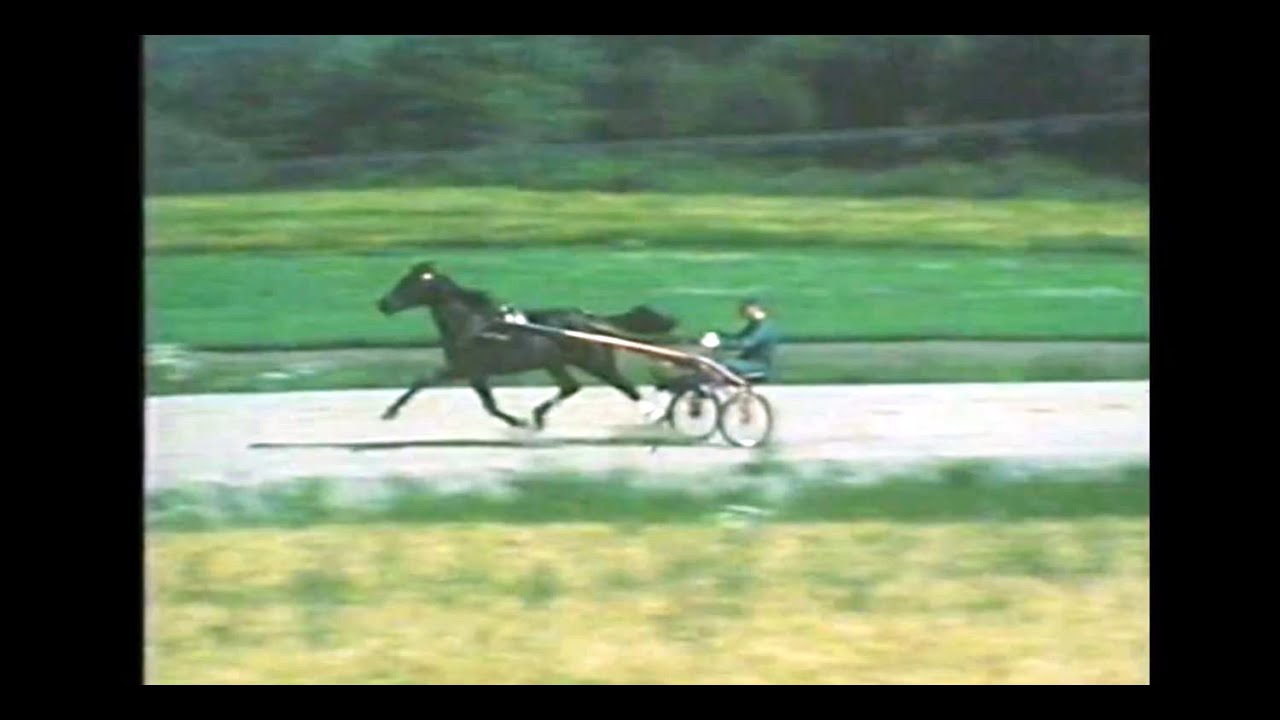 Stig H Johanssons The Onion inför inför VM-loppet på Yonkers 1984. Tvåa bakom Lutin d'Isigny.