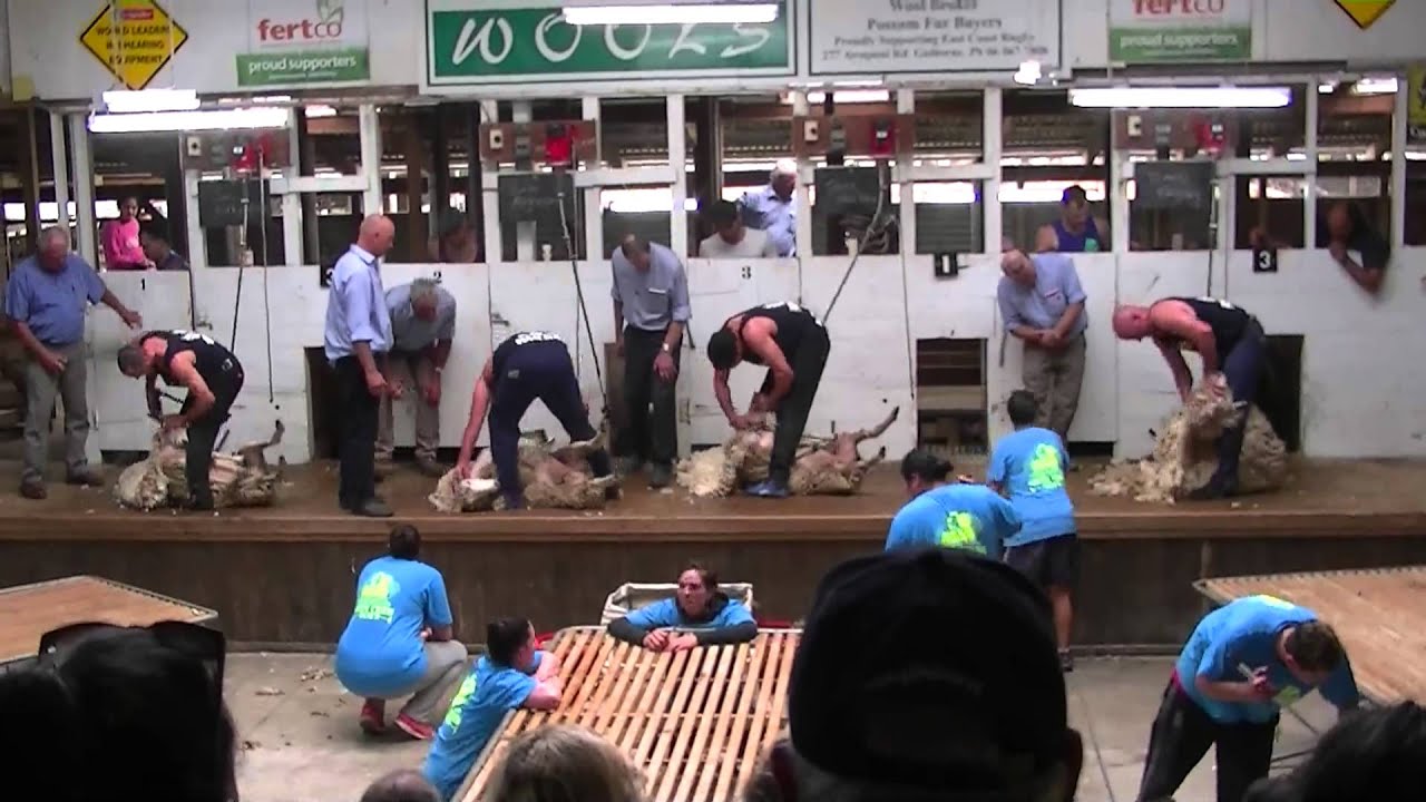 A&P SHOW SHEARING FINALS