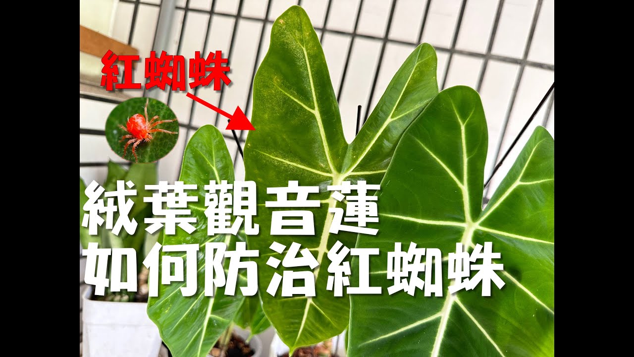 絨葉觀音蓮如何防治紅蜘蛛？ | 用最簡單的方式防治 | 觀葉植物 Foliage plants