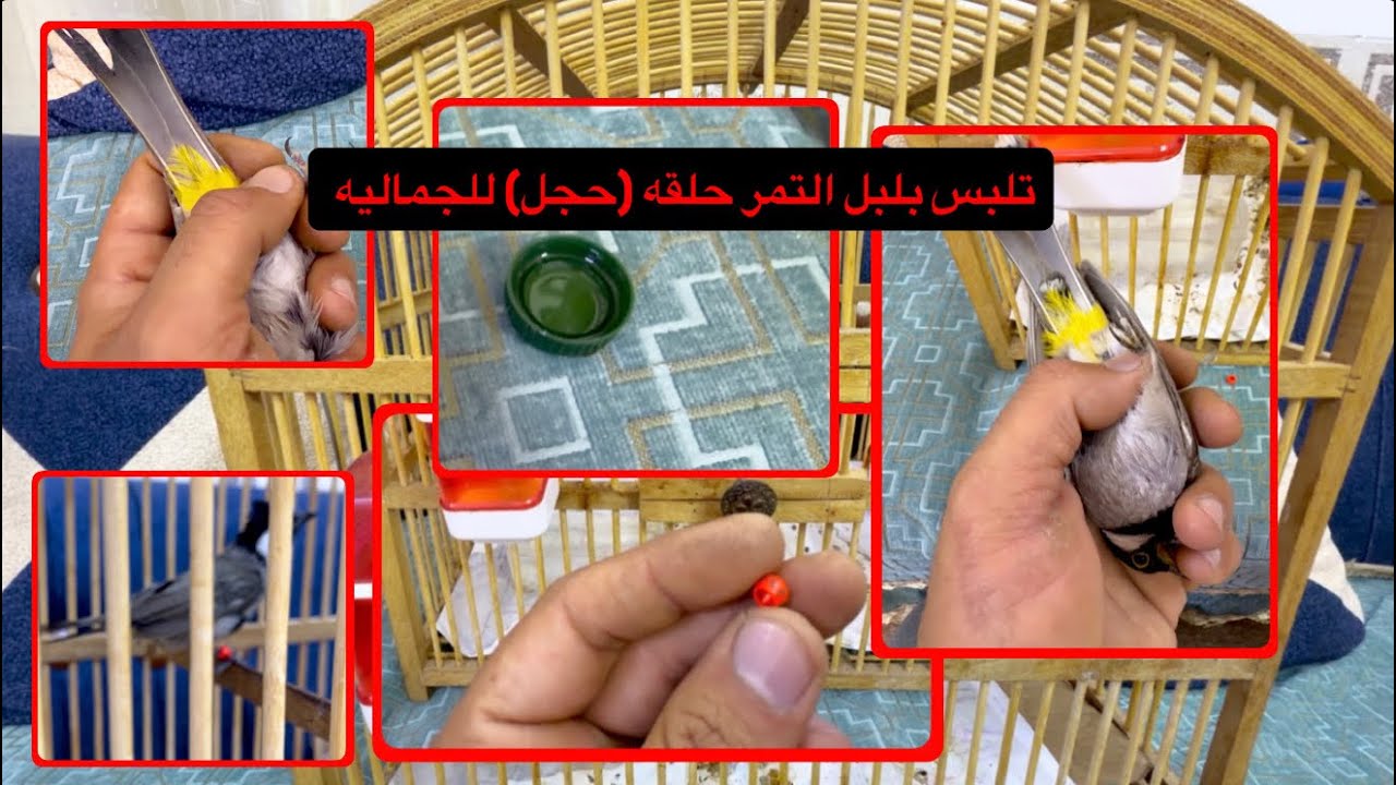 كيفيه تركيب حلقة (حجل) للبلبل كبير العمر 
