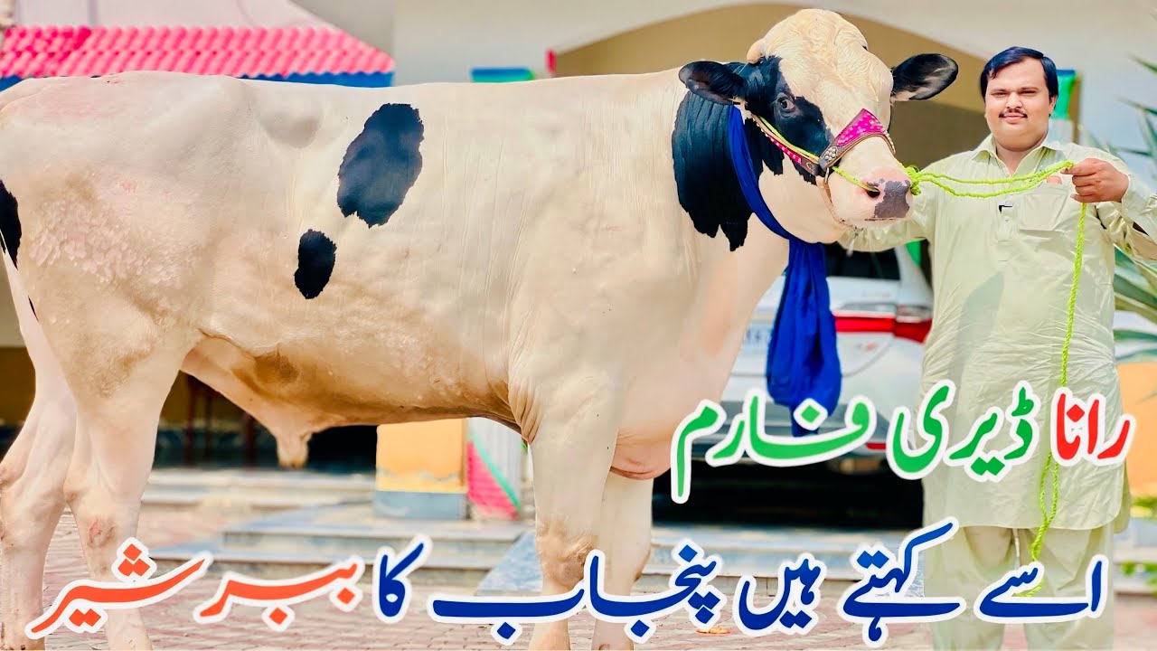 Rana Dairy Farm | Australian Friesian cows | Top class Biggest cows
