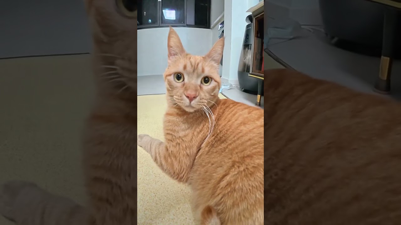 vlog.120 The Daily Life of One Person with Seven Cats After Work#Show off your cat#Daily v