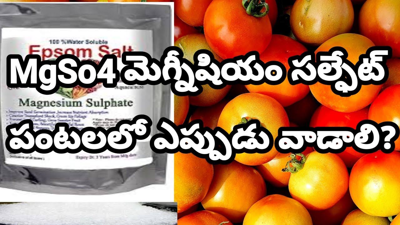 Megnusium Sulphate Uses | Micronutrieats | Megnusium Defeceancy | మెగ్నీషియం ఉపయోగాలు.