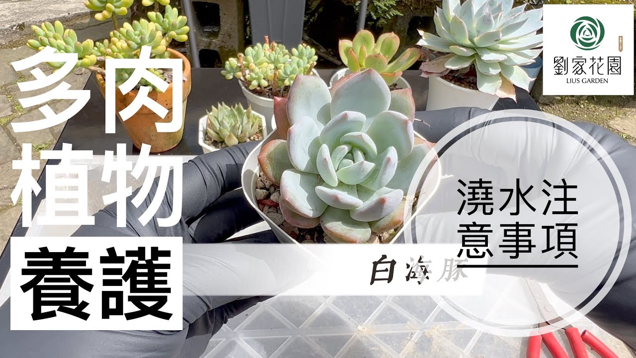 劉家花園-多肉植物養護系列｜澆水的注意事項｜生長期到了該怎麼給水？｜什麼叫澆透？