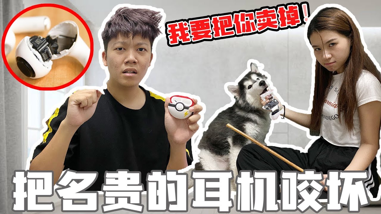  球球把AirPod Pro咬壞了!