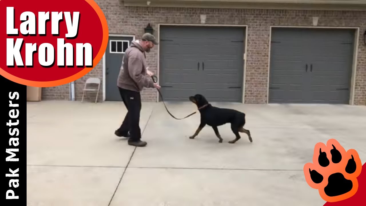 Rottweiler training / how to eliminate fear and anxiety