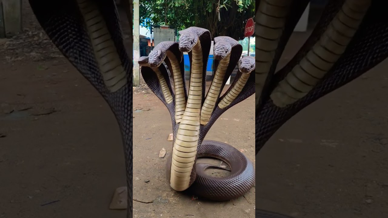 snake video #snake #viral