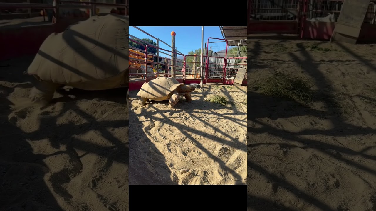 Huge Pumpkin patch #Prancer&rsquo;sfarm #familyvlog