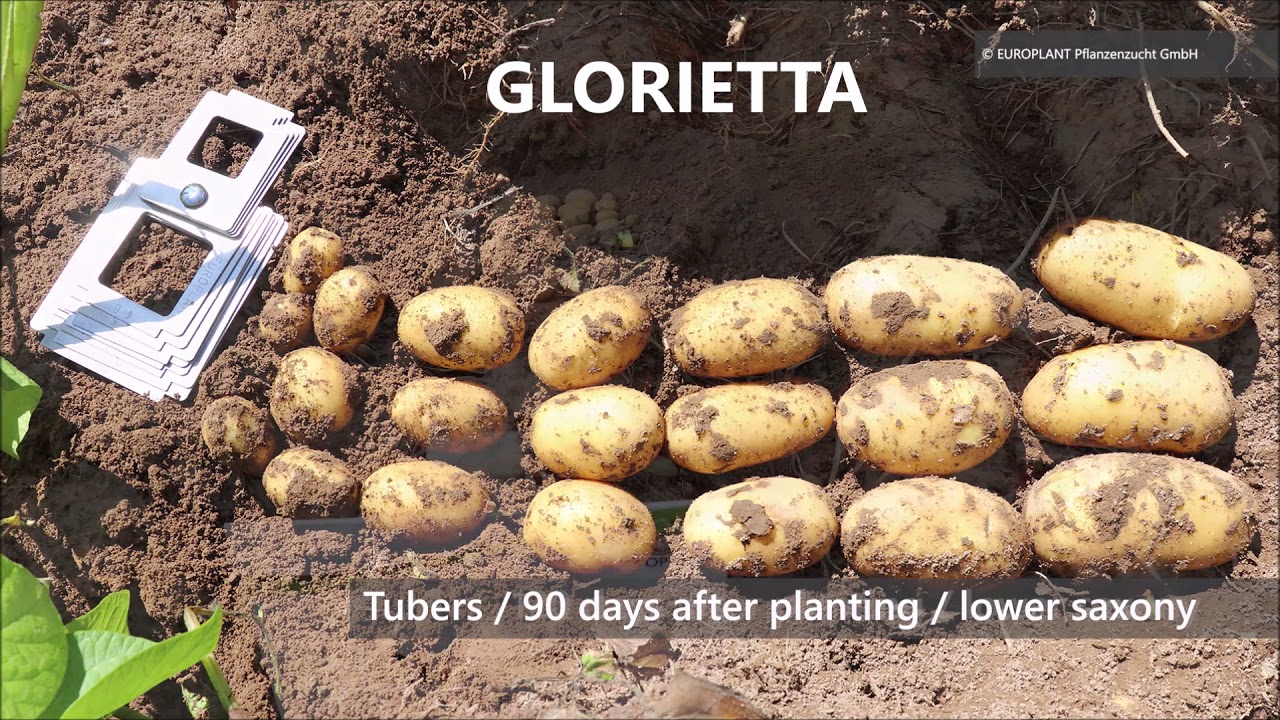 Sehr frühe Speisesorten / Very early ware potatoes | EUROPLANT Pflanzenzucht GmbH