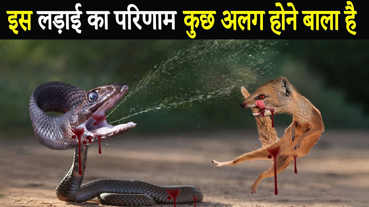 Cobra vs. Mongoose Fight | Mongoose vs snake video  | Fact about mongoose and Snake  | IQ Tv Hindi