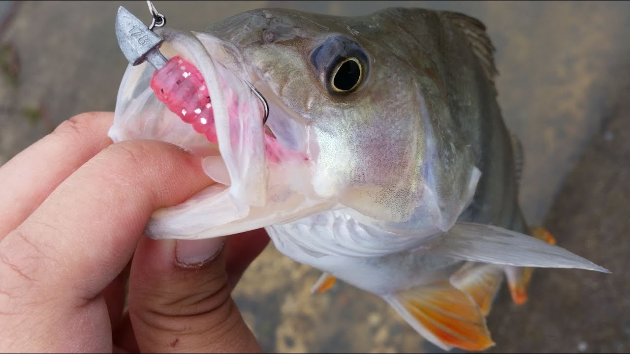 NZ Basic Fishing | Freshwater | Targeting Redfin Perch on Softbaits
