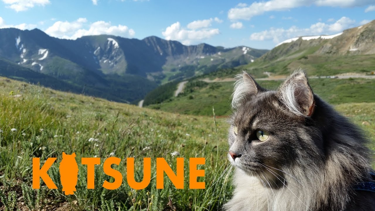 Siberian cat climbs mountain at Loveland Pass