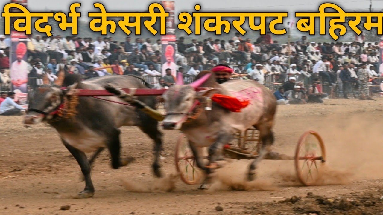 bahiram shankarpat 2026 #bahiramShankarpat #bahiram #shankarpat  #शंकरपट #बहिरम 