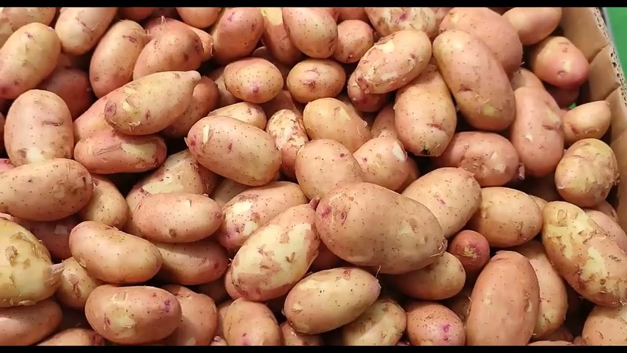 Картофель оптом Великие Копани. Купить и Продать. Direct Delivery