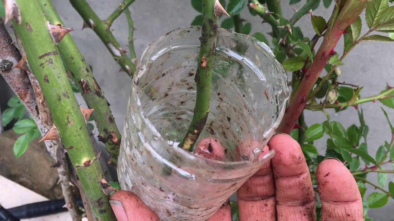 BİR KÖK GÜLDE ÜÇ FARKLI ÜRETİM YÖNTEMİ-EASY TO GROW ROSES