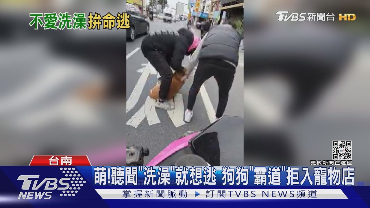 好萌! 聽聞「洗澡」就想逃 狗狗「霸道」拒入寵物店｜TVBS新聞